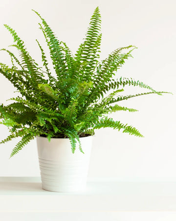 merch-cat-greenery.webp