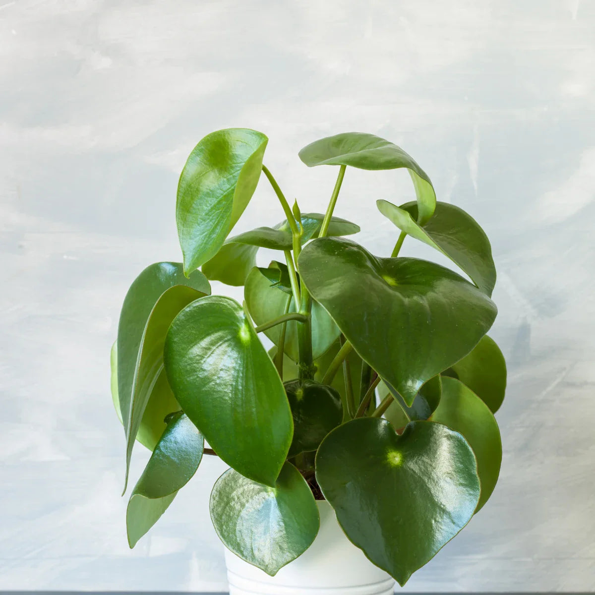 Sweet Basil Plant