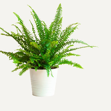 Boston Fern