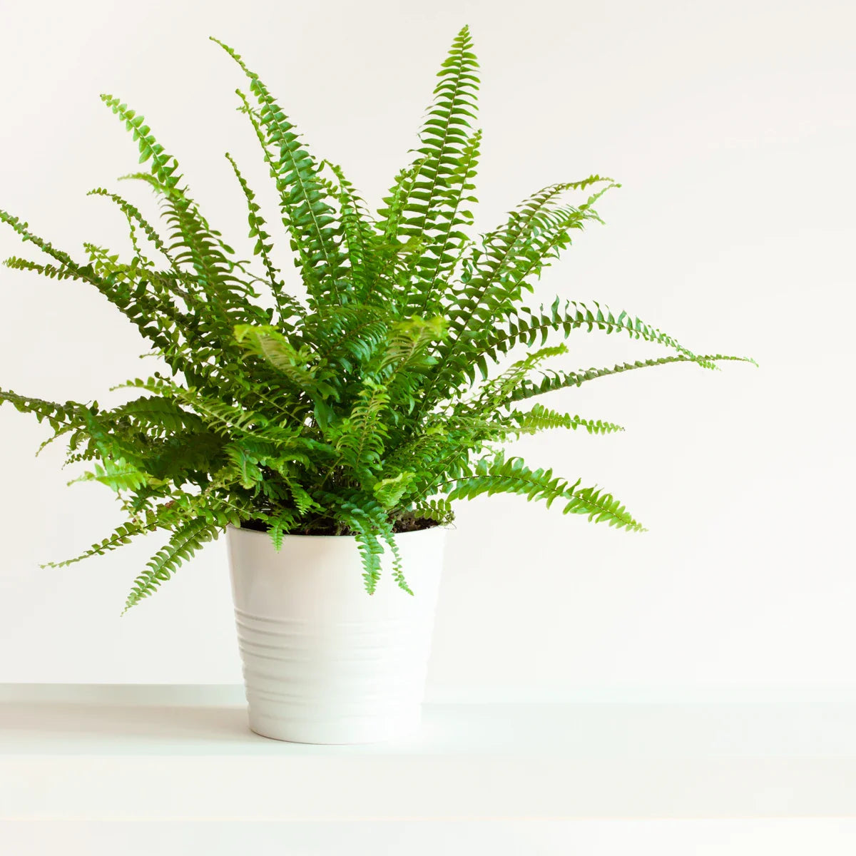 Fiddle Leaf Fern