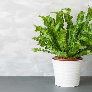 Potted Monstera