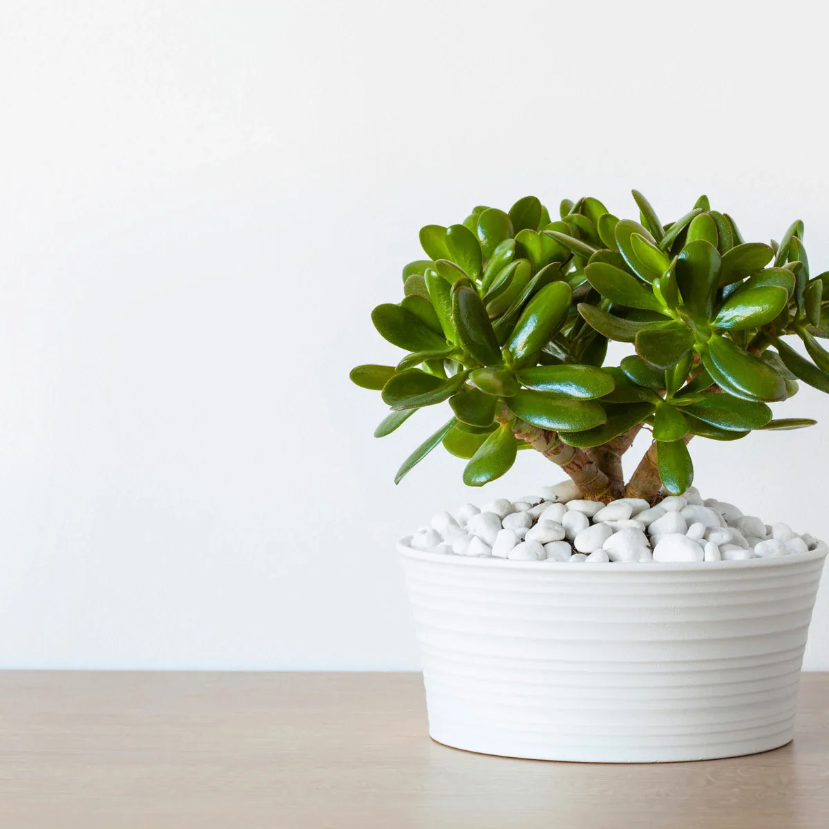 Succulent Trio