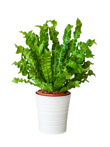 Asplenium Houseplant - Placeholder