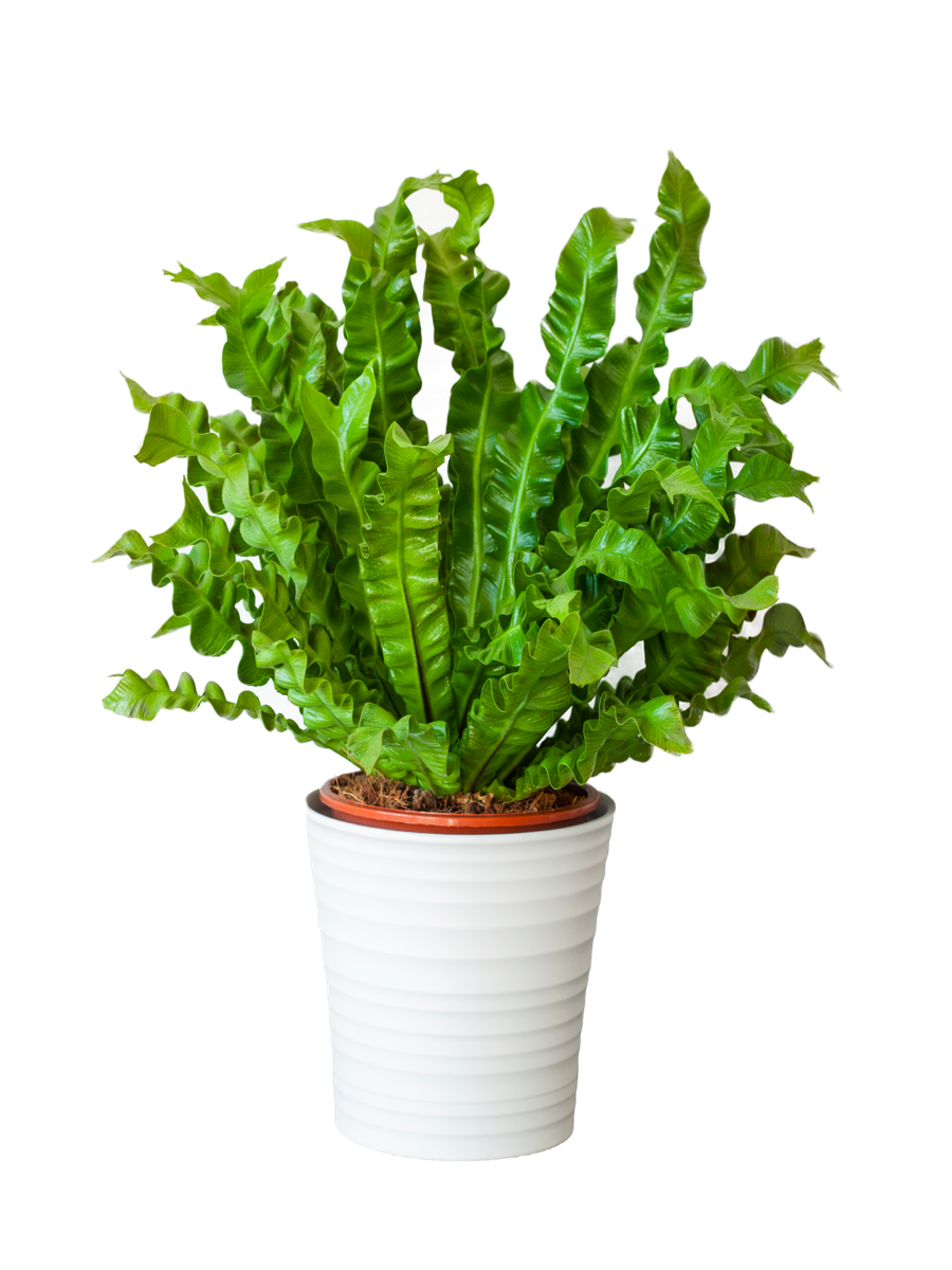 Asplenium Houseplant - Placeholder