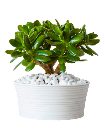 Crassula Jade Plant - Placeholder