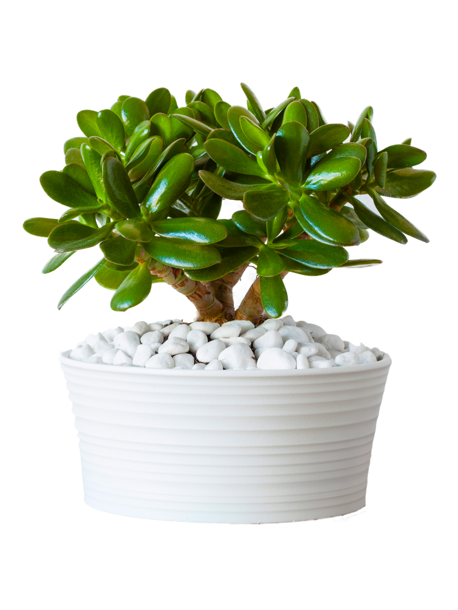 Crassula Jade Plant - Placeholder