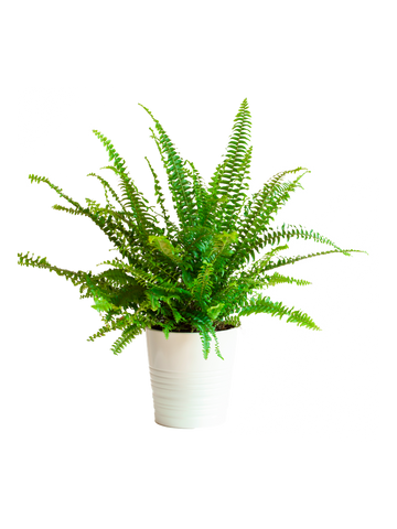 Nephrolepis Fern - Placeholder