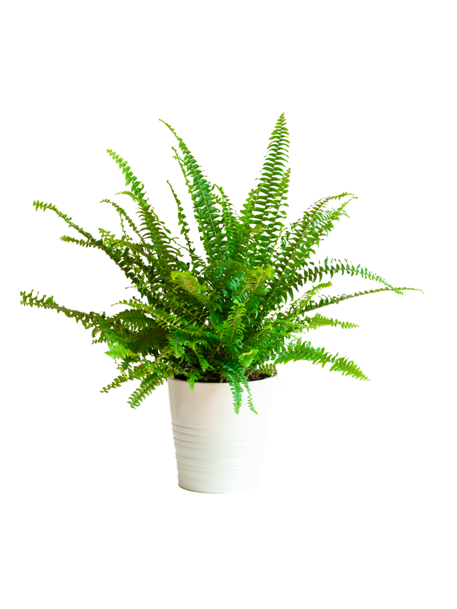 Nephrolepis Fern - Placeholder