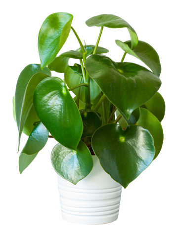 Peperomia Houseplant - Placeholder