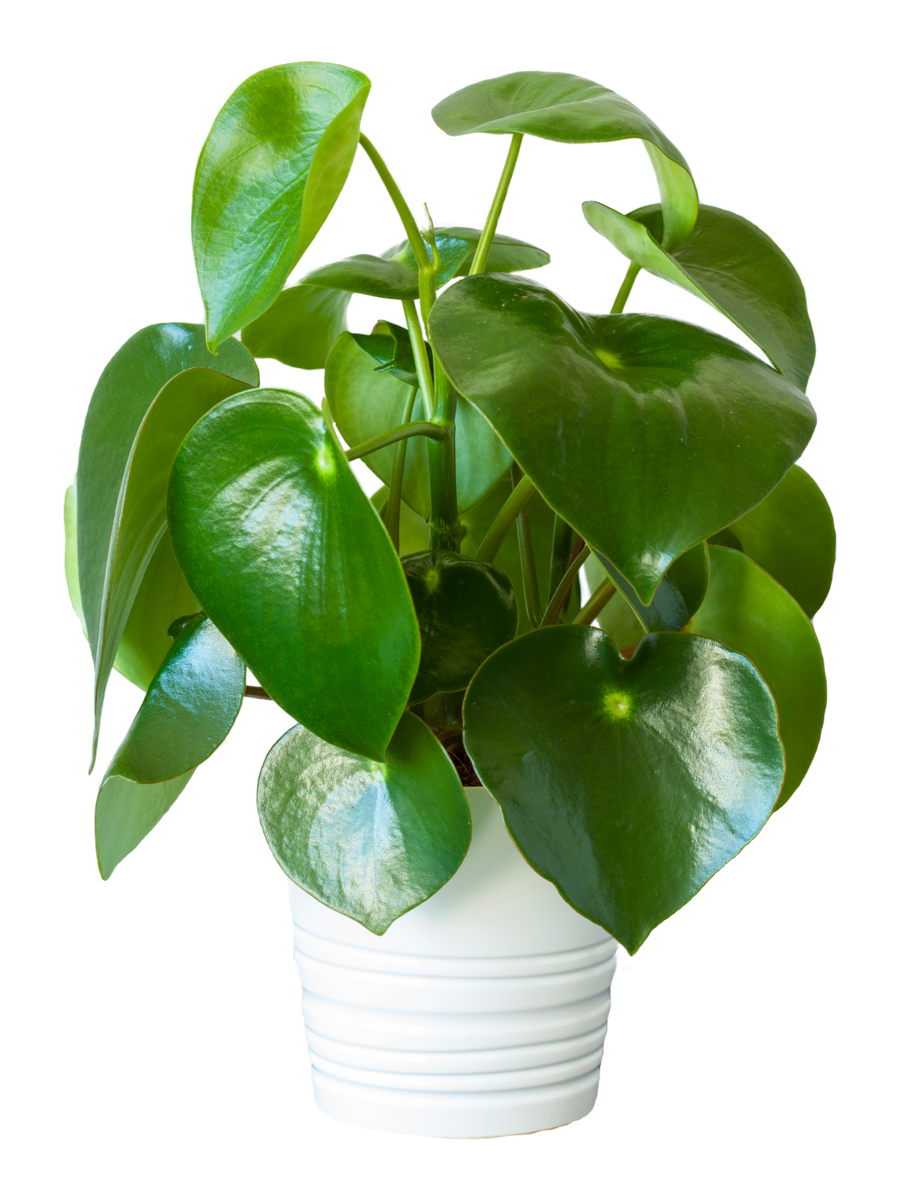 Peperomia Houseplant - Placeholder